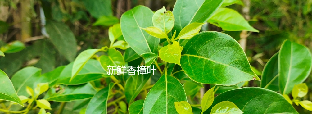 助力七夕